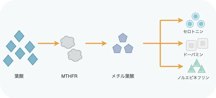 MTHFR遺伝子の役割