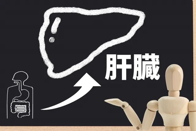 カフェインが肝臓でCYP1A2により代謝される経路とパラキサンチン生成過程