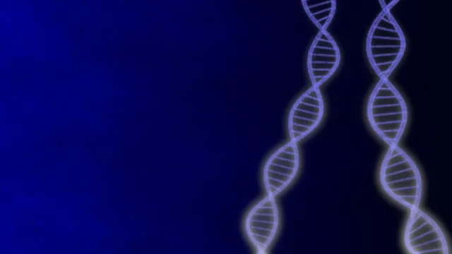 FTO遺伝子が肥満に影響するメカニズム